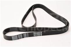 J911562 87840341   Pas Wielorkowy